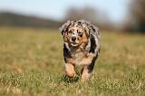 BERGER AUSTRALIEN PUPPIES 748